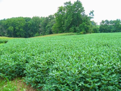 Lush green field