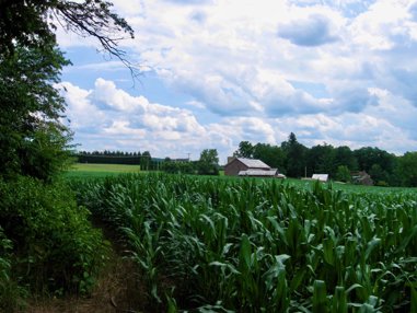 Groves Mill farm with corn in field