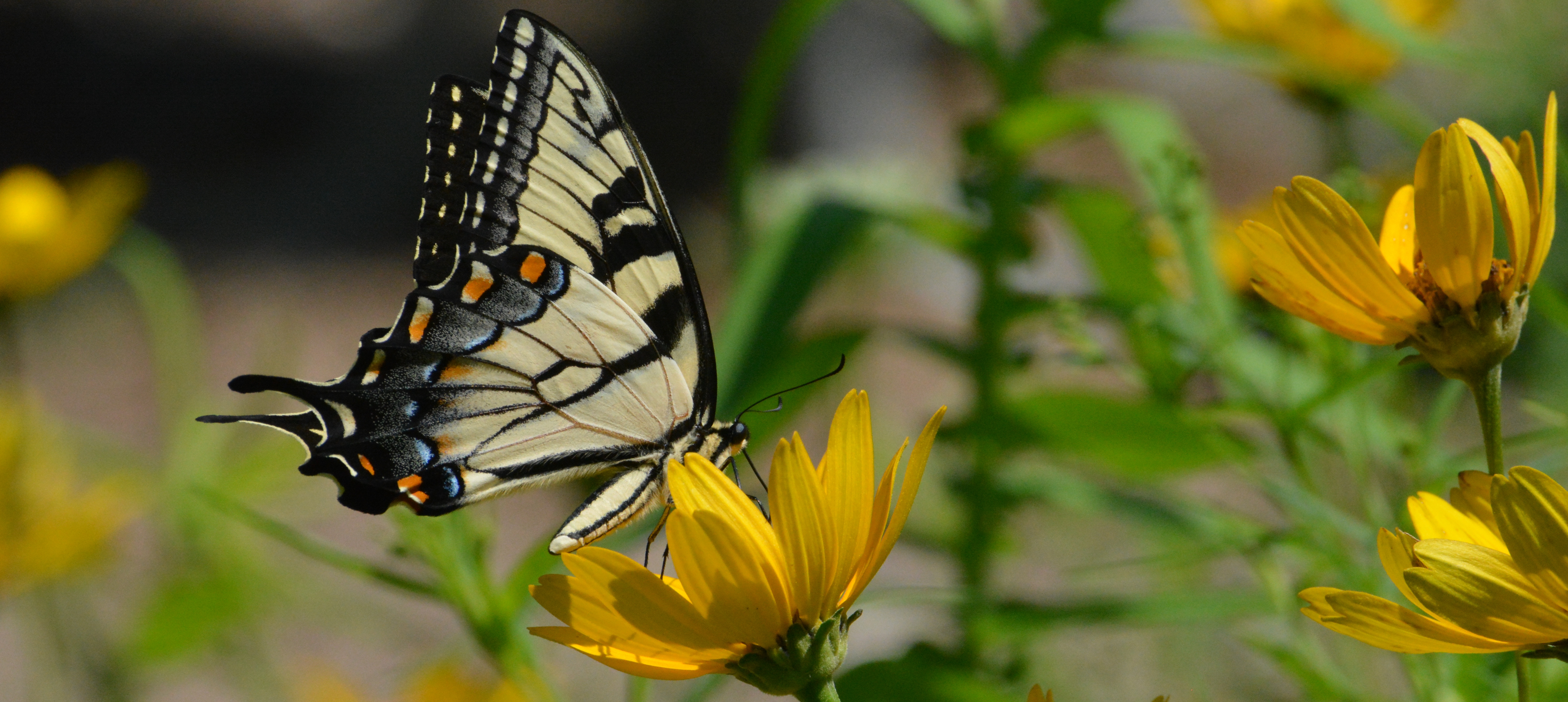 Hashawha Environmental Center & Bear Branch Nature Center